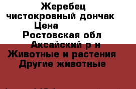 Жеребец, чистокровный дончак. › Цена ­ 90 000 - Ростовская обл., Аксайский р-н Животные и растения » Другие животные   